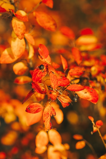 Foto de hojas de otoño sobre fondo borroso