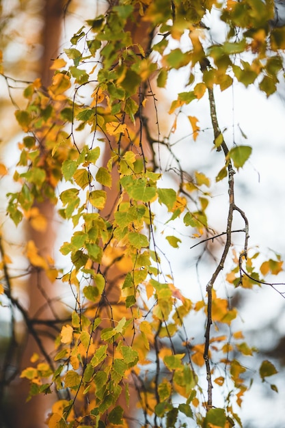 Foto de hojas de otoño sobre fondo borroso