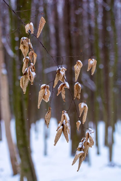Foto de las hojas secas en el bosque en invierno