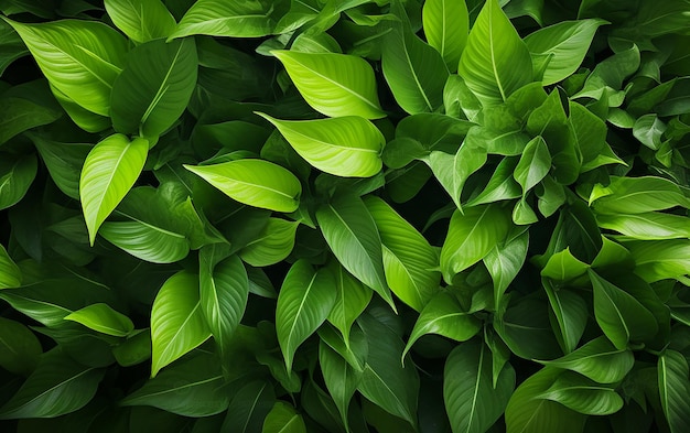 Foto de hojas verdes como fondo en una imagen serena