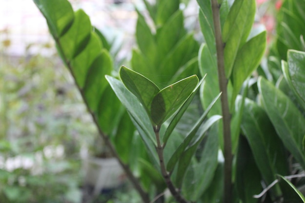 Foto de hojas verdes en el jardín de los niños