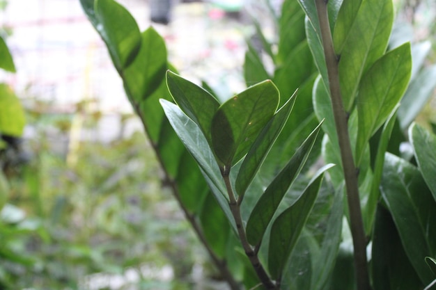 Foto de hojas verdes en el jardín de los niños