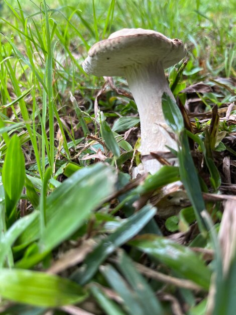 Foto de un hongo venenoso en el jardín