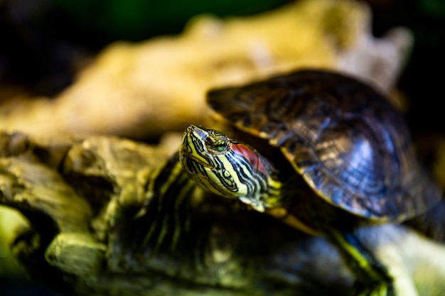 Foto horizontal de tartaruga-orelhuda vermelha em terrário