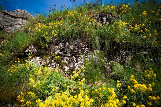 Foto horizontal de flores amarillas en la montaña