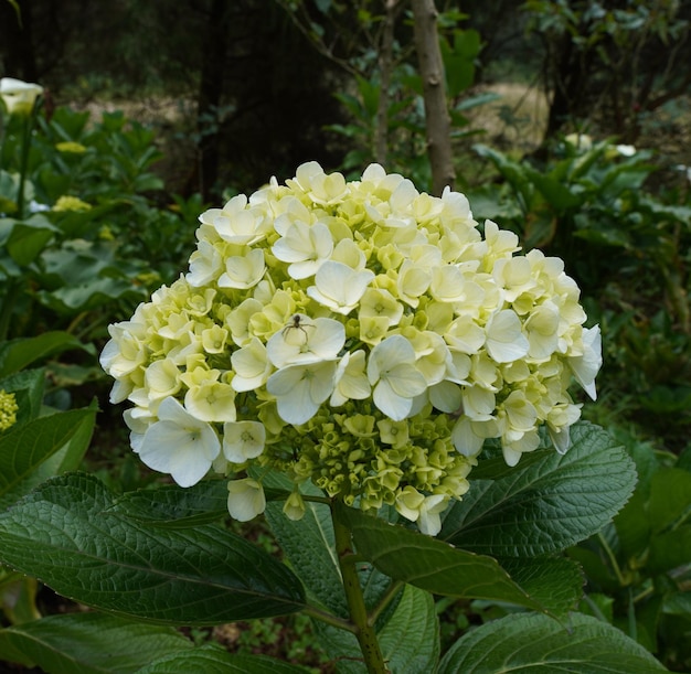 Foto hortensia flor en primer plano