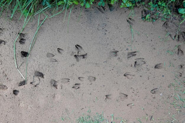 Foto foto de las huellas de fondo de los animales