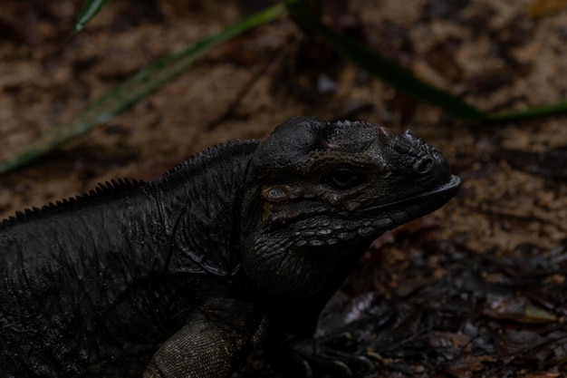 Una foto de la iguana terrestre de Mona es una especie de iguana de roca en peligro crítico de extinción endémica de la Isla de Mona Puerto Rico en cautiverio