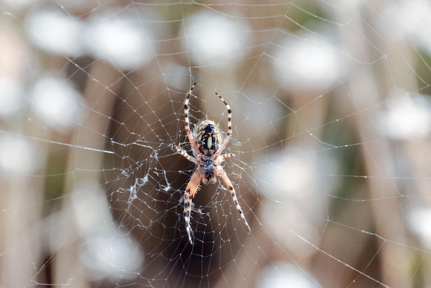 Foto foto imagen de una araña y su telaraña