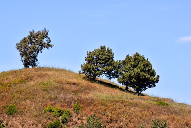 Foto Imagen de árboles en la cima de la montaña