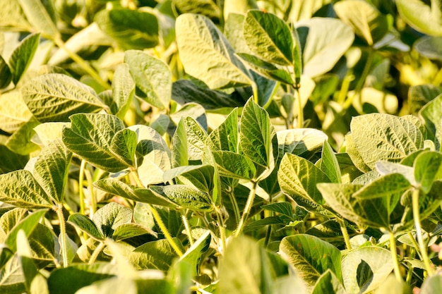 Foto Imagen de un campo de planta de soja