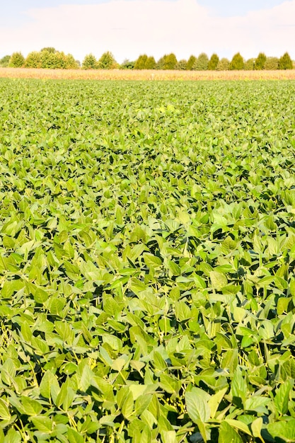 Foto foto imagen de un campo de planta de soja