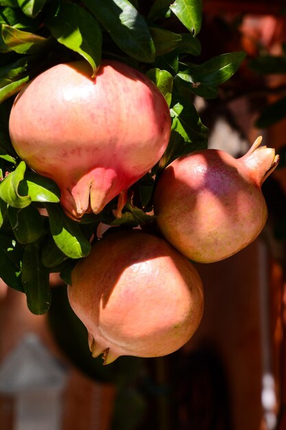 Foto Imagen de una Fruta Exótica Granada Roja