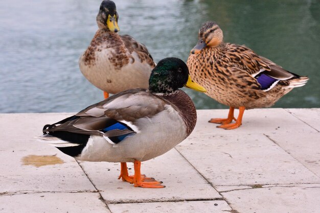 Foto Imagen de un hermoso pato de aves acuáticas