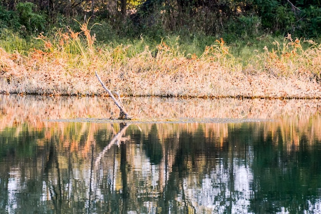 Foto Imagen del hermoso río salvaje Brenta en el norte de Italia