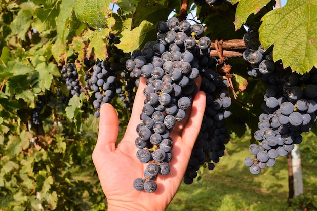 Foto Imagen de un hermoso viñedo de uvas listo para producir vino