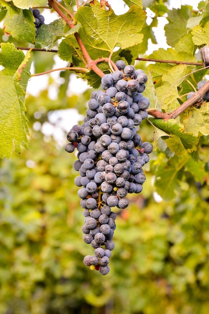 Foto Imagen de un hermoso viñedo de uvas listo para producir vino