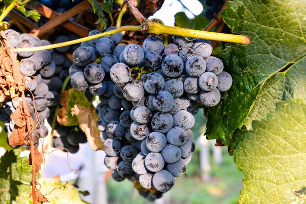 Foto Imagen de un hermoso viñedo de uvas listo para producir vino