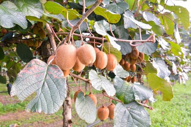 Foto Imagen de Kiwi Fruit Plantaion Tree