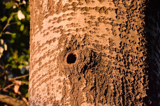 Foto Imagen del nido de pájaro carpintero en el árbol