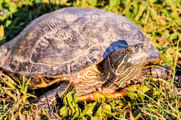 Foto Imagen de la tortuga acuática de orejas rojas Trachemys Scripta Elegans