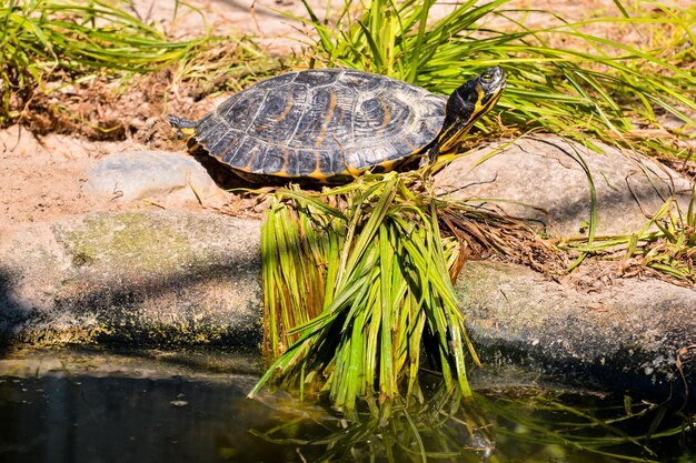 Foto Imagen de la tortuga acuática de orejas rojas Trachemys Scripta Elegans