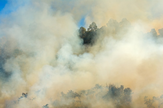 Foto de un incendio en el bosque