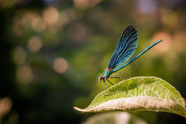 Foto de un insecto con alas de red azul