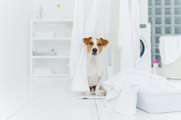 Foto interior de jack russell terrier na lavanderia, roupa lavada fresca branca em secadores de roupa