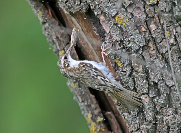 Foto inusual trepador de árboles común (Certhia familiaris) recolecta material para construir un nido. Vista cercana