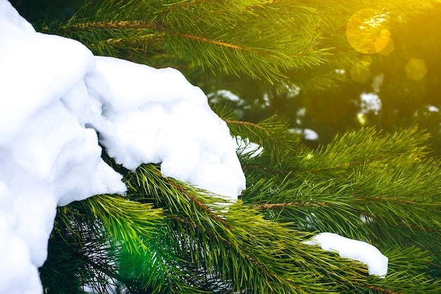 Foto de invierno con una rama de pino de Navidad. Imagen natural del bosque de abetos. Postal de felices fiestas. Clima nevado.