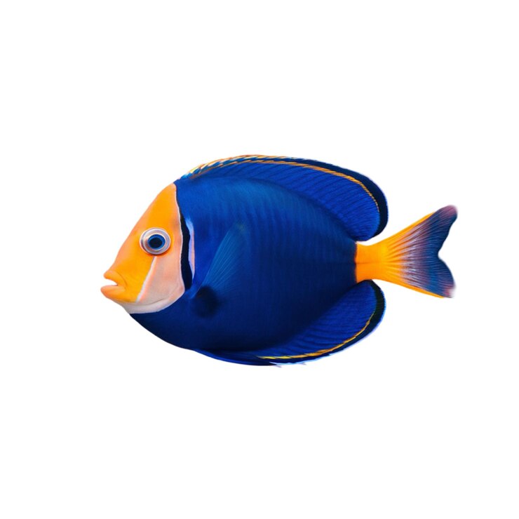 Foto foto isolada de um peixe tang azul vibrante