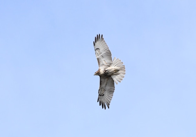Foto isolada do falcão voador em um céu azul