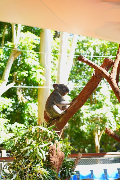 Foto foto de un koala en un árbol de eucalipto en australia.