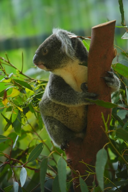 Foto de un koala en un árbol de eucalipto en Australia.