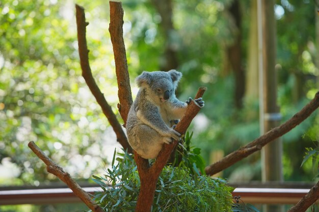 Foto foto de un koala en un árbol de eucalipto en australia.