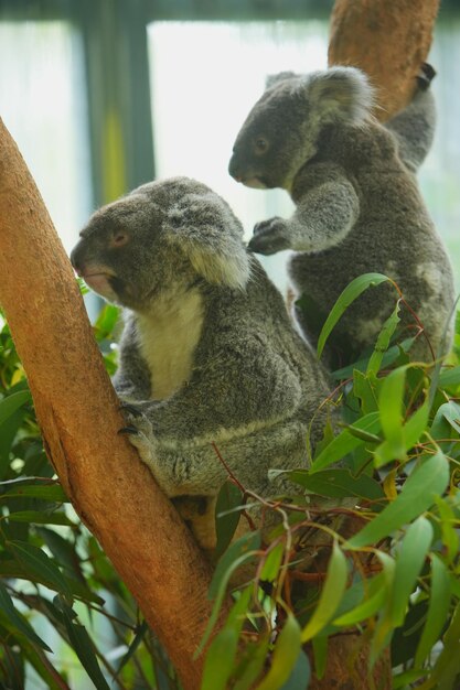 Foto de un koala en un árbol de eucalipto en Australia.