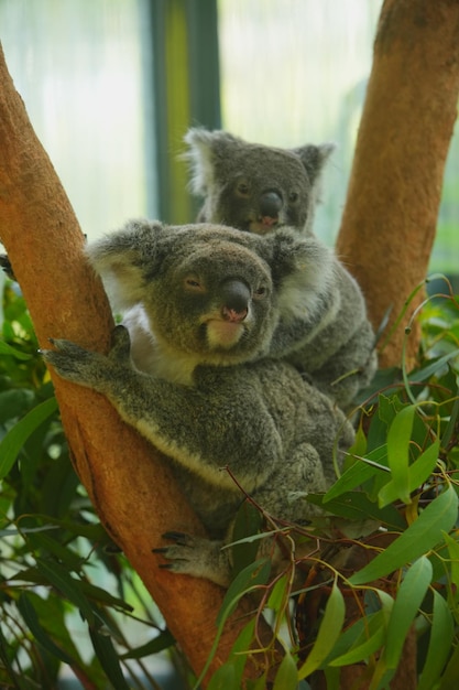 Foto de un koala en un árbol de eucalipto en Australia.