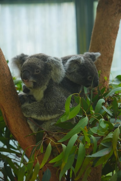 Foto de un koala en un árbol de eucalipto en Australia.