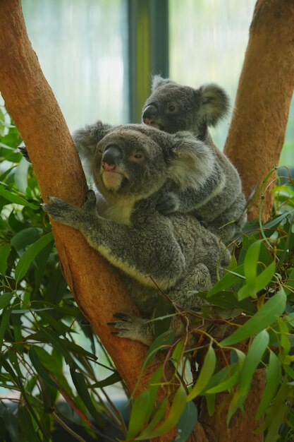Foto foto de un koala en un árbol de eucalipto en australia.