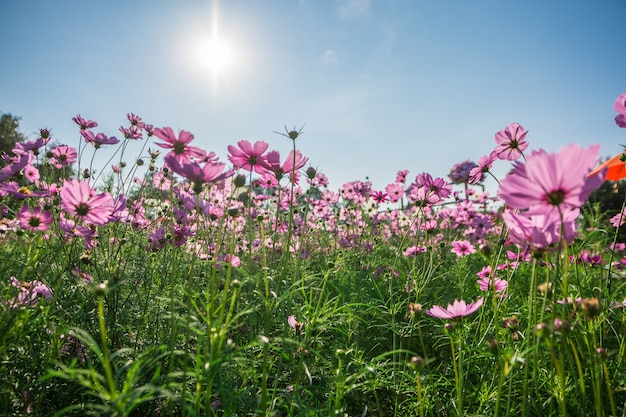 Foto Kosmos Blume close-backlit.