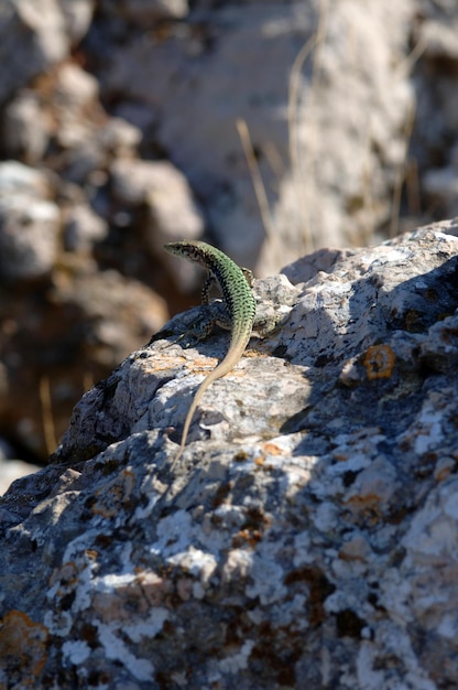 Foto lagarto verde arrastrándose sobre la piedra que