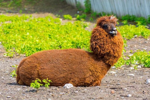 Foto de lama marrón en el suelo con un árbol en el zoológico