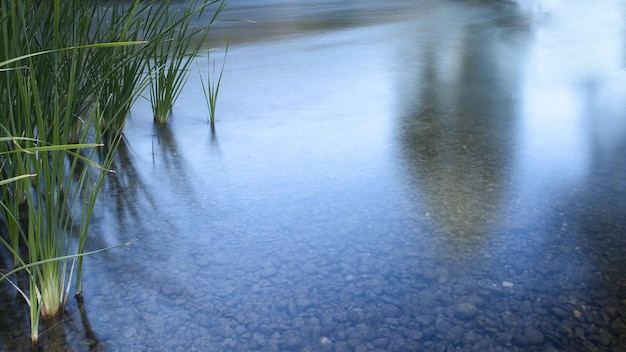 Foto de larga exposición de un río con juncos verdes