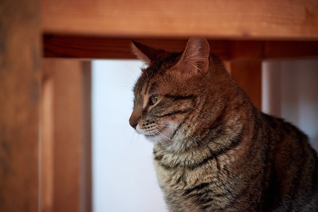 Una foto lateral de un hermoso gato rayado