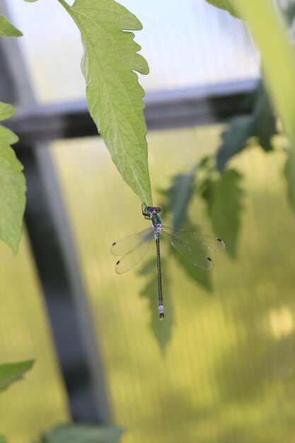 Foto foto de una libélula sujetando una hoja