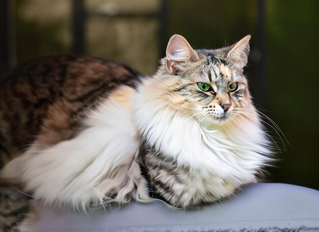 Foto de un lindo ai generativo del gato del bosque noruego