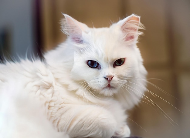 Foto de un lindo gato blanco generativo ai