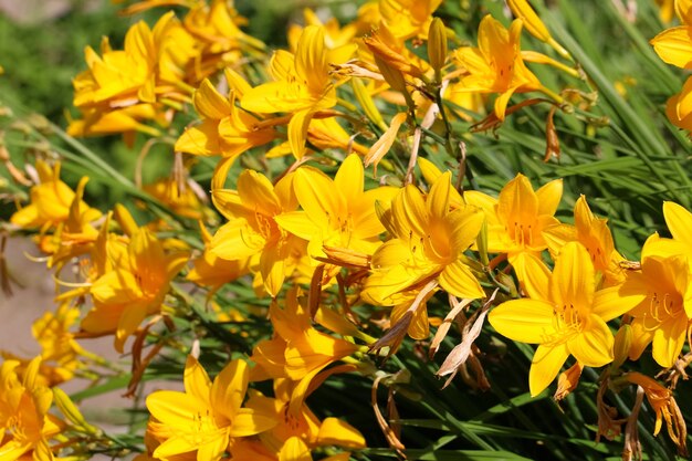 Foto de lirio amarillo brillante con flores de enfoque selectivo en el jardín botánico