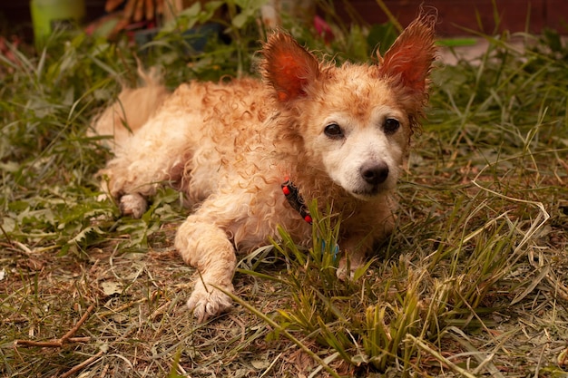 Foto lockiger nasser roter Mischlingshund liegt auf Gras. Haustiere waschen Wolle